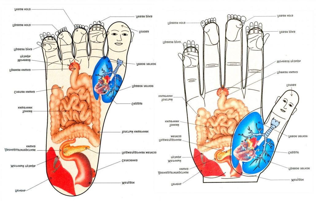 Органы на руке человека. Точки Су Джок на ладони. Су Джок проекция органов на ладони. Суджок терапия точки. Су Джок точки на стопе.